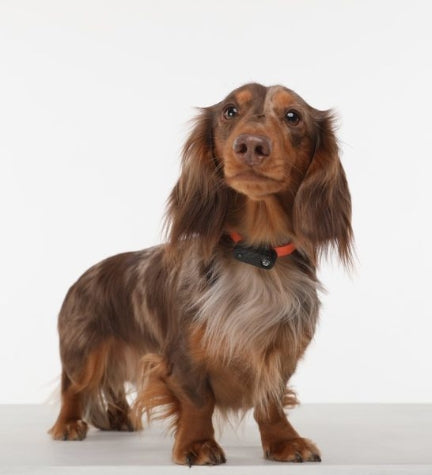 Tickless Mini Dog Ultrasonic Tick & Flea Repeller