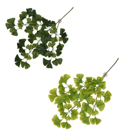Terra D'Ella Hanging Plant Ginko