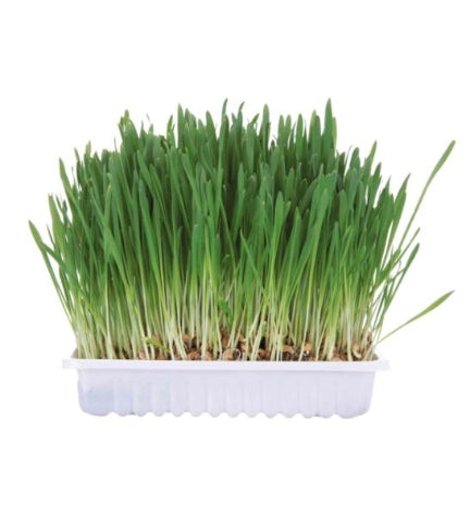Trixie Small Animal Grass Treat for Small Pets 100G